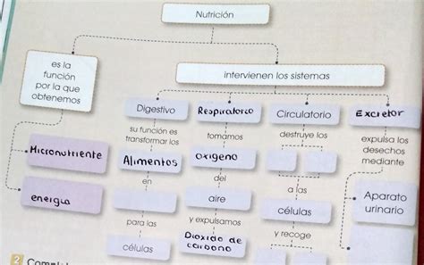 Quien Me Ayuda Con Un Mapa Conceptual Sobre El Aparato Excretor The