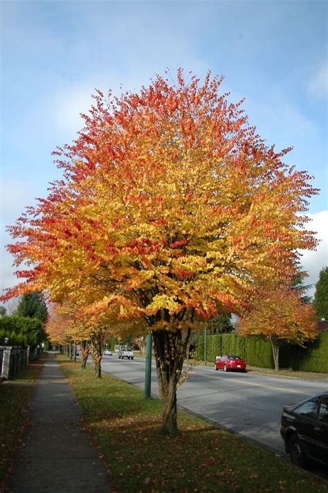 Cercidiphyllum Japonicum Katsura Tree Deciduous Trees Of Interest