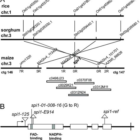 Cloning Of Spi A Schematic Representation Of The Positional Cloning