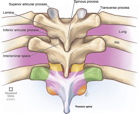 Thoracic vertebrae. (This image is produced with permission from ...