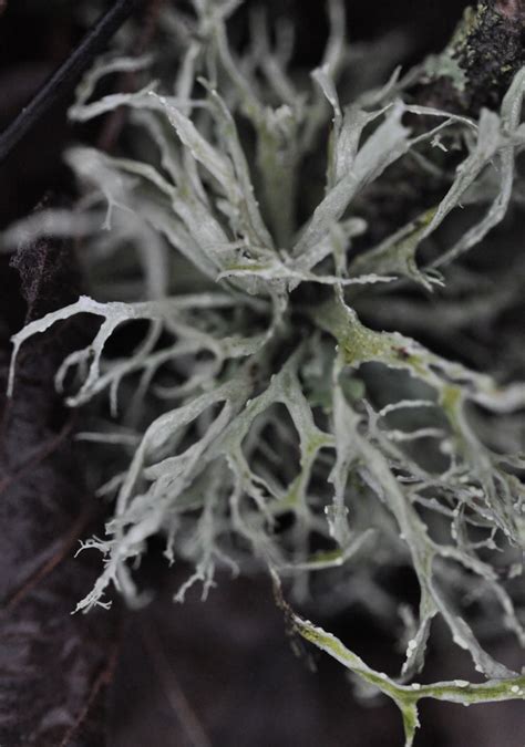 Lichen photography – Young Naturalist: Izzy Fry