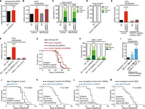 NADPH Oxidase Mediated Redox Signaling Promotes Oxidative Stress