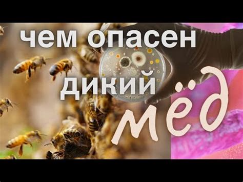 Почему опасен дикий мёд? - YouTube