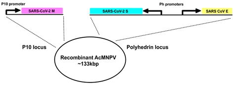 Schematic Representation Of Recombinant Dna Technology Circuit Diagram