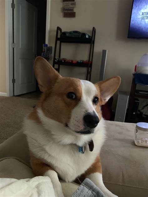 Stanley Wishes Everyone A Happy National Corgi Day R Corgi