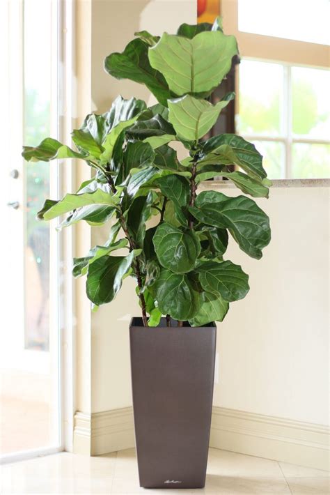 Buy Ficus Lyrata Fiddle Leaf Fig Free Shipping Over 100