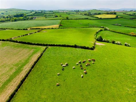 Aerial View Of Endless Lush Pastures And Farmlands Of Ireland