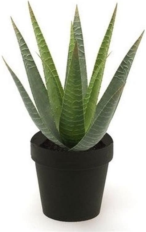 Emerald Kunstplant Aloe Vera Groen In Zwarte Pot Cm Bol