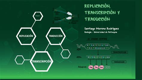 Infografía Replicación Transcripción Y Traducción Santiagomorenor By Santiago Moreno On Prezi