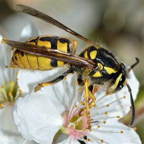 Types Of Yellow Jackets In Pennsylvania At Bethany William Blog