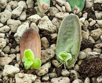 Sukkulenten Arten Deko Pflege Sukkulenten Sukkulenten Pflanzen