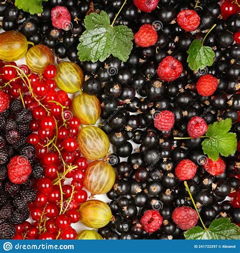 Fundo De Bagas De Groselha Vermelha Framboesa De Groselha Branca E