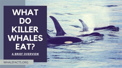 What Do Killer Whales Eat? | A Brief Overview | Whale Facts