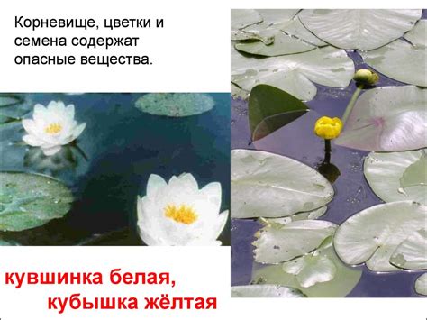 Ядовитые растения - online presentation