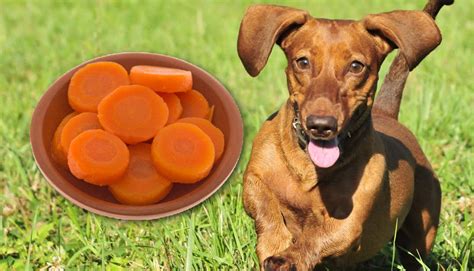 Can Dogs Eat Canned Carrots Digging Into The Details