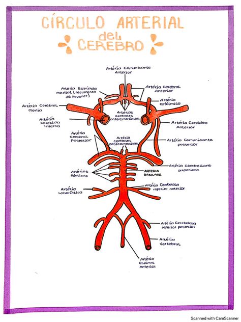 Círculo Arterial Del Cerebro Pdf