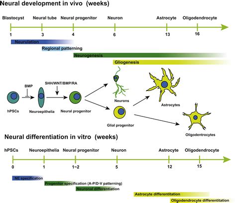 Neural Subtype Specification From Human Pluripotent Stem Cells Cell