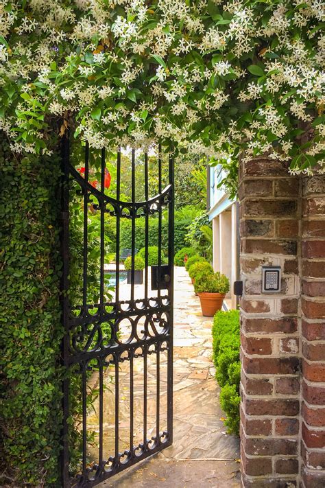 Garden Gate With Fragrant Jasmine Flowers Charleston Sc Garden Gate