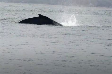 Liberan Cría De Ballena Jorobada Que Quedó Atrapada En Redes De Pesca En Tumbes Noticias