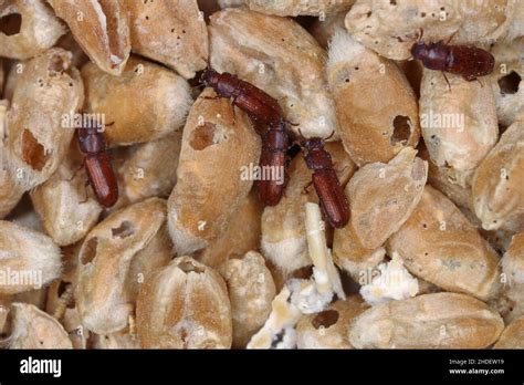 Beetle Of Confused Flour Beetle Tribolium Confusum Known As A Flour