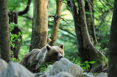 Eric D Rr Photographie Ours Brun Dans Les Rochers