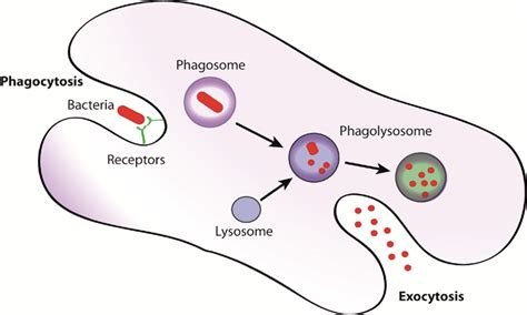 Principles Of Phagocytosis The Bacteria Are Recognized By Surface Download Scientific Diagram