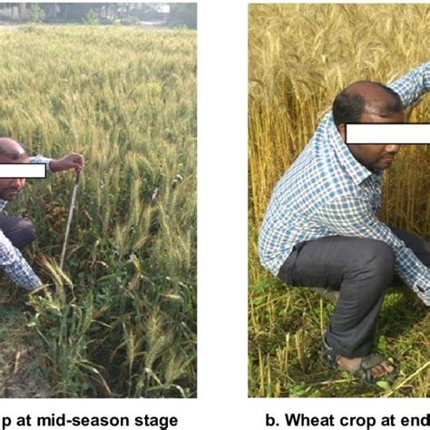 A B Measurement Of Crop Height Of Wheat Crop At Agriculture Farm