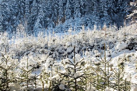 Snowy Spruce Forest in Winter Free Photo Download | FreeImages