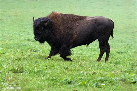 Amerikanischer Bison Bilder, Amerikanischer Bison Fotos | NaturFoto