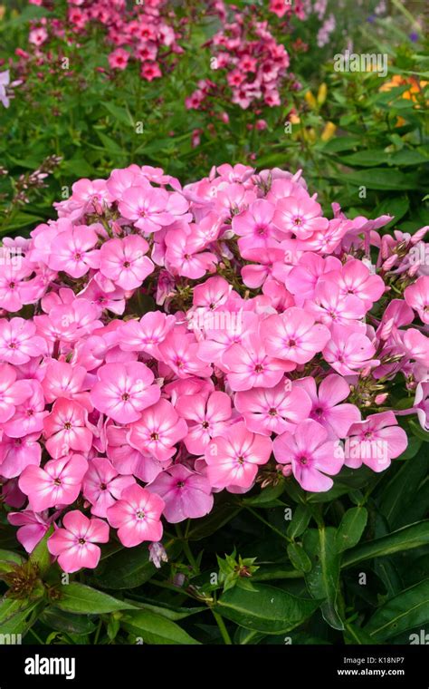 Garden Phlox Phlox Paniculata Stock Photo Alamy