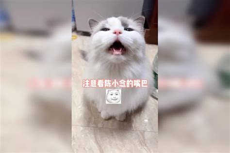 她不会是在努力的挤wink吧…… 布偶猫 小陈的养猫日记 猫 Wink 养猫 日记