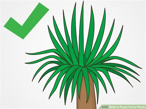 3 Ways to Prune Yucca Plants - wikiHow