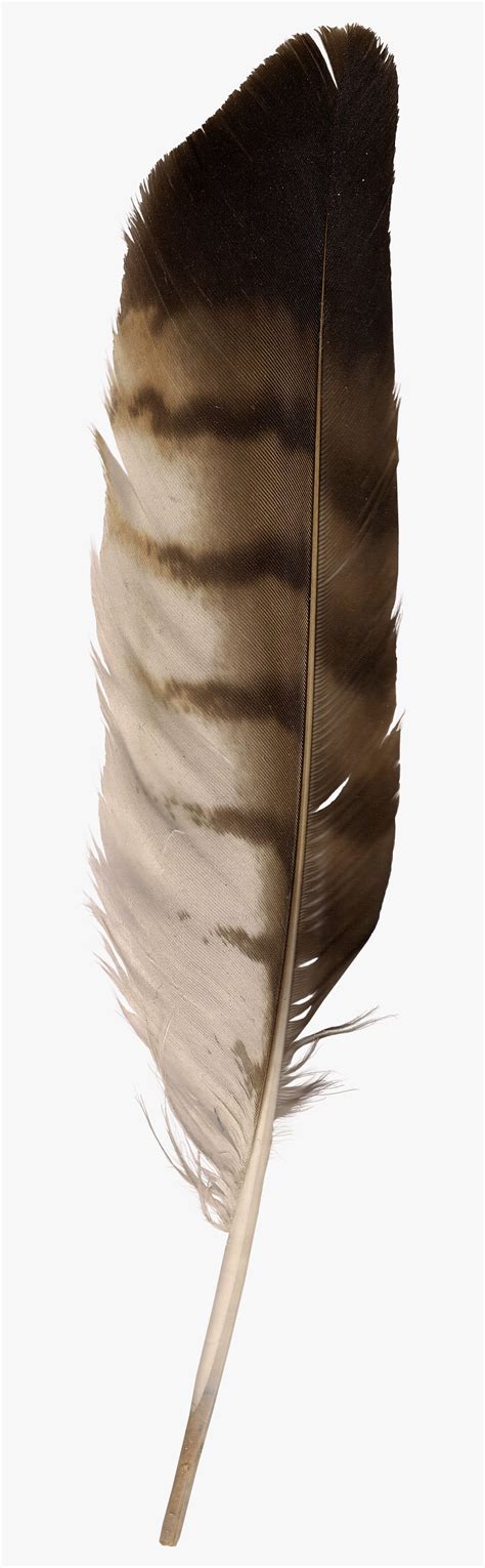 Eagle Feather Clip Art , Free Transparent Clipart - ClipartKey