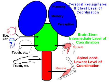 Video Showing Treating A Cervical Spine Injury Spinal Cord Injury