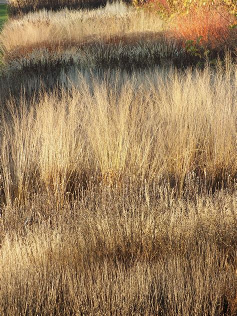 Luxuriating in decay – the Glasshouse Borders at RHS Wisley – The