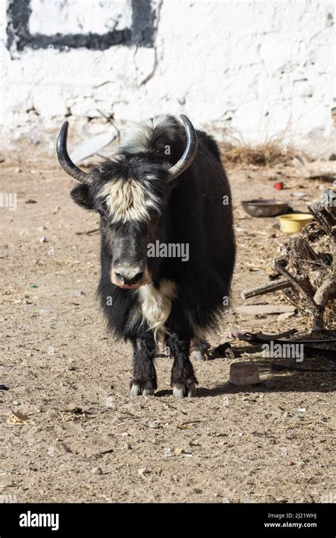 The domestic yak (Bos grunniens Stock Photo - Alamy