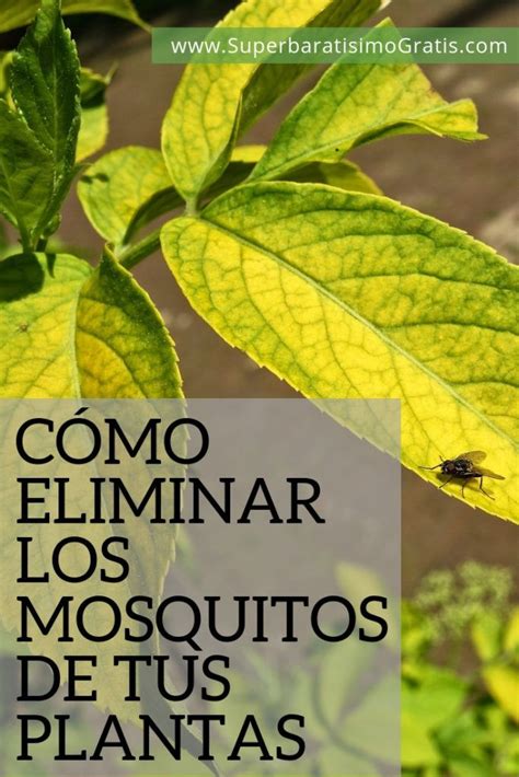 Cómo eliminar los mosquitos de tus plantas Súper Baratísimo Gratis