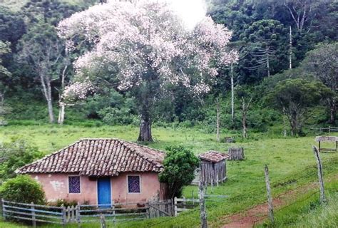 Pin de Roberto Del Santoro Brasil em ÁRVORES Lindas paisagens