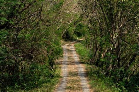 Hutan Wanagama Foto Lokasi Rute Harga Tiket And Fasilitas