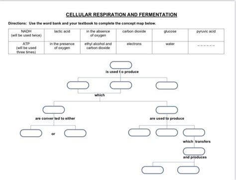 Cellular Respiration And Fermentation Concept Map SexiezPicz Web Porn