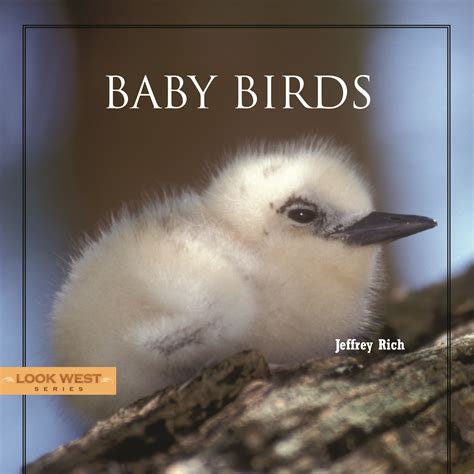 Baby Birds – Rio Nuevo