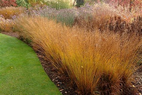 Злаковые растения (злаки) или мятликовые - примеры семейства с фото и ...