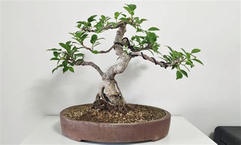 Ficus Bons I Tiger Bark Bonsai Chenji