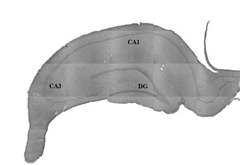 2. Hematoxylin-stained coronal section of the hippocampus. The DG, CA3 ... 