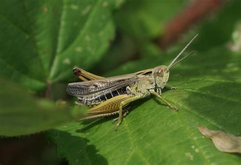 Common Field Grasshopper Chorthippus Brunneus Black Pa Flickr