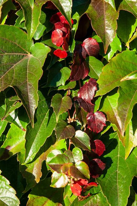 Klettern Der Weinrebe Im Herbst Von Grün Zu Rot Stockbild Bild von