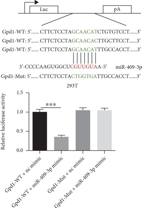 Mir P Affects Cardiac Fibrosis By Targeting Gpd A Three