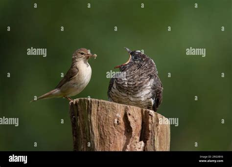 Marsh Warbler Acrocephalus Palustris Feeding Chick Of Common Cuckoo