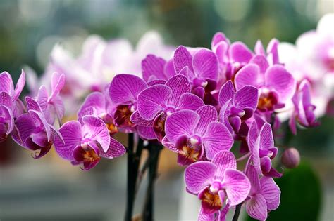 Orchidées Fleurs Les Plantes Photo gratuite sur Pixabay Pixabay