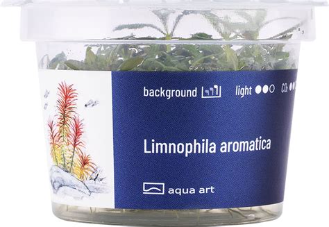 AquaArt Limnophila aromatica - Olibetta Online Shop